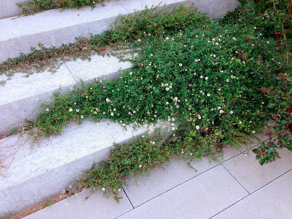 Escalera verde, Sitges