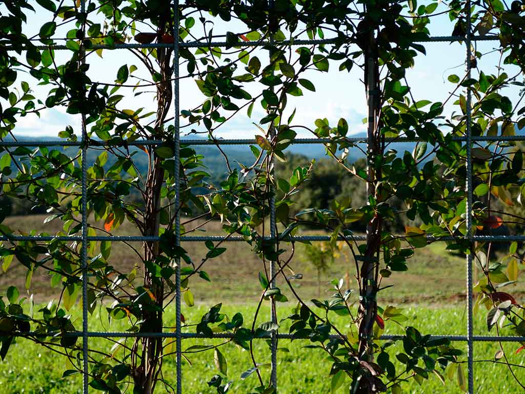 green wall, La Bisbal d'Empordà