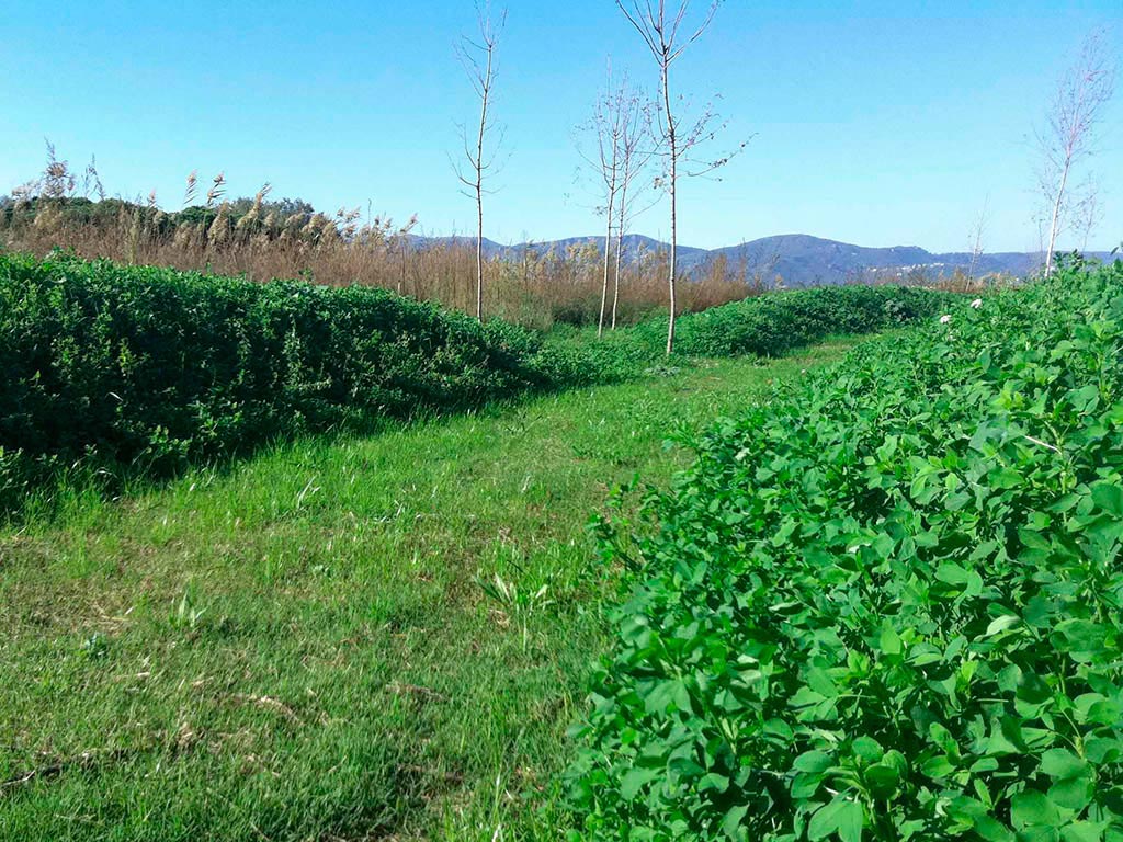 Recuperación medioambiental de l'Estany de la Murtra en el delta del Llobregat